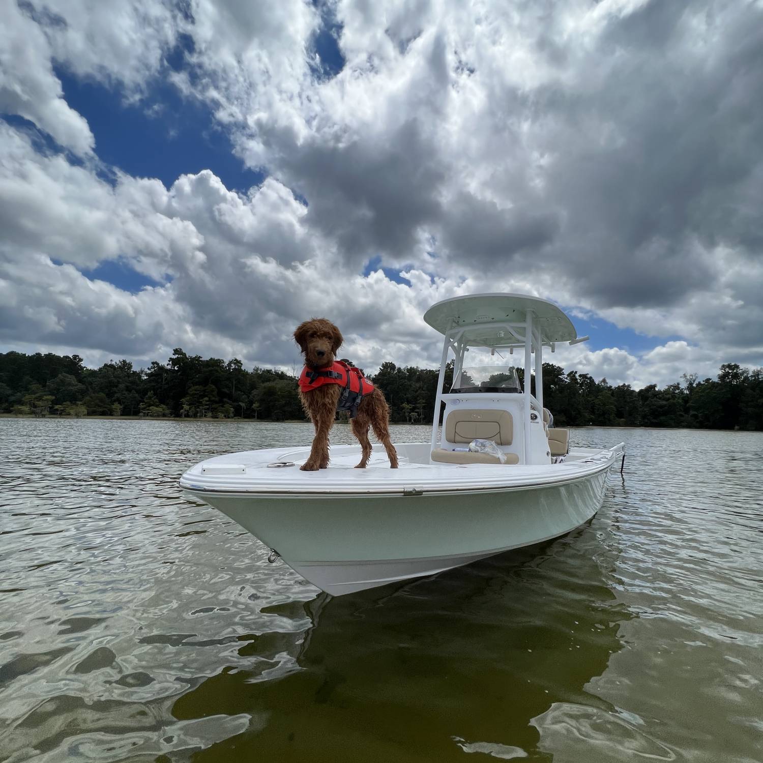 Captain Stanley taking on the lake thinking about going for a dip.