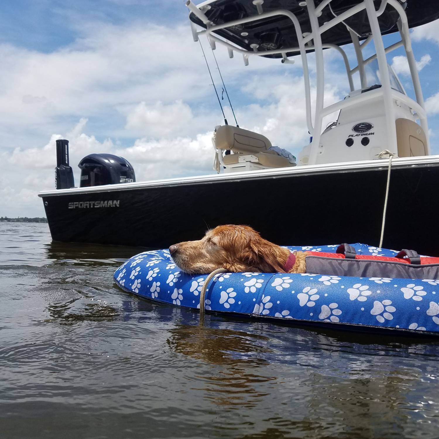 Title: Our Roxie! May she rest in peace! - On board their Sportsman Masters 247 Bay Boat - Location: Lake Dora, Fl. Participating in the Photo Contest #SportsmanSeptember