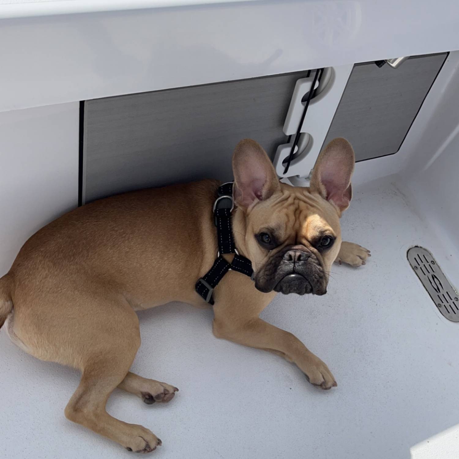 Cooper chilling after a sandbar trip