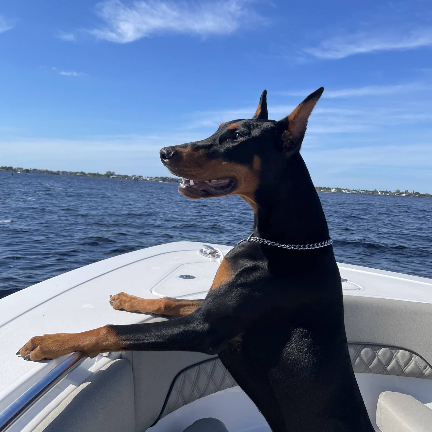 Title: Vader - On board their Sportsman Open 282 Center Console - Location: Fort myers Florida. Participating in the Photo Contest #SportsmanSeptember