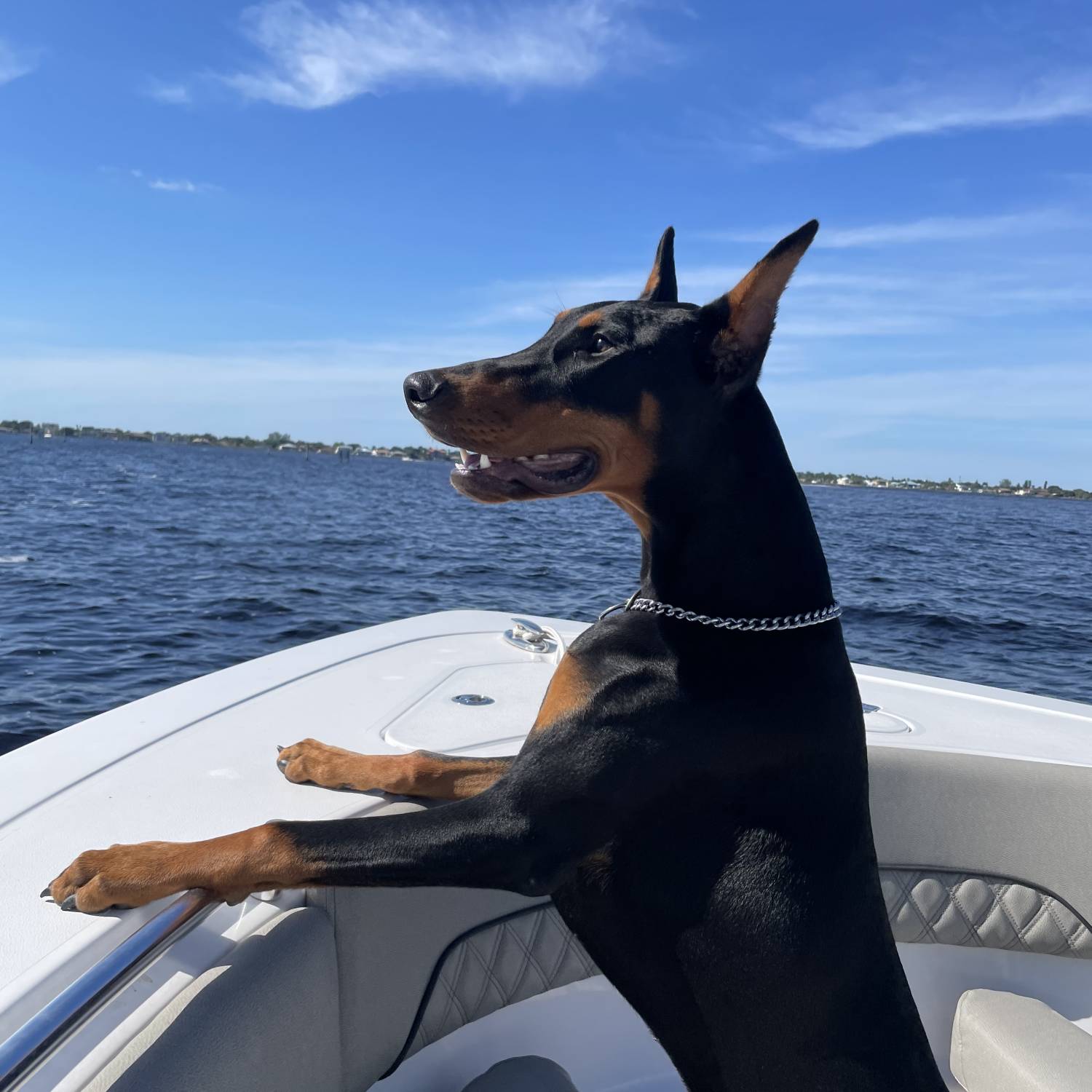 Vader watching birds on the bow of his sportsman