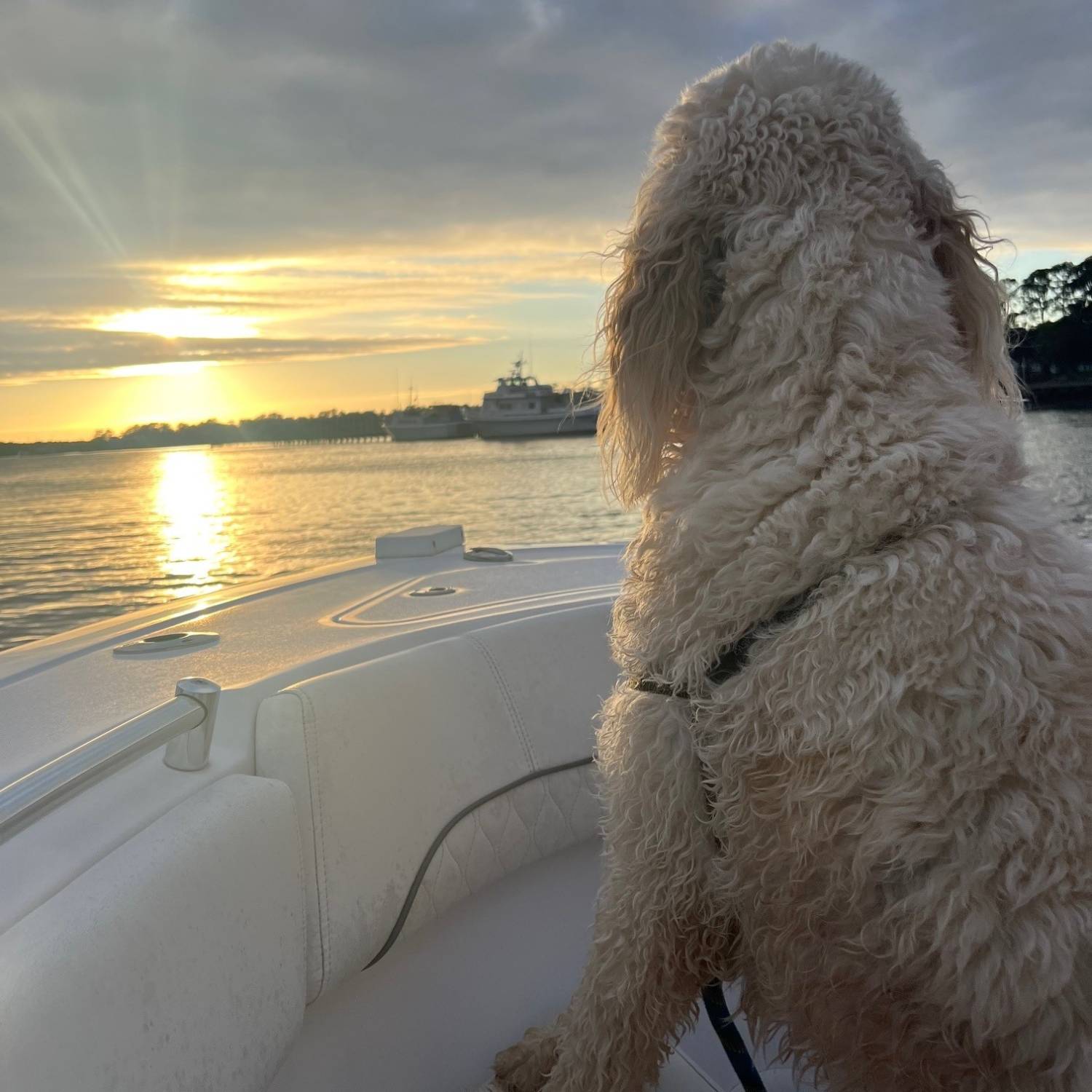 On the way in from the Sandbar, our dog Charlie (Australian Goldendoodle) got up on the Bow to...