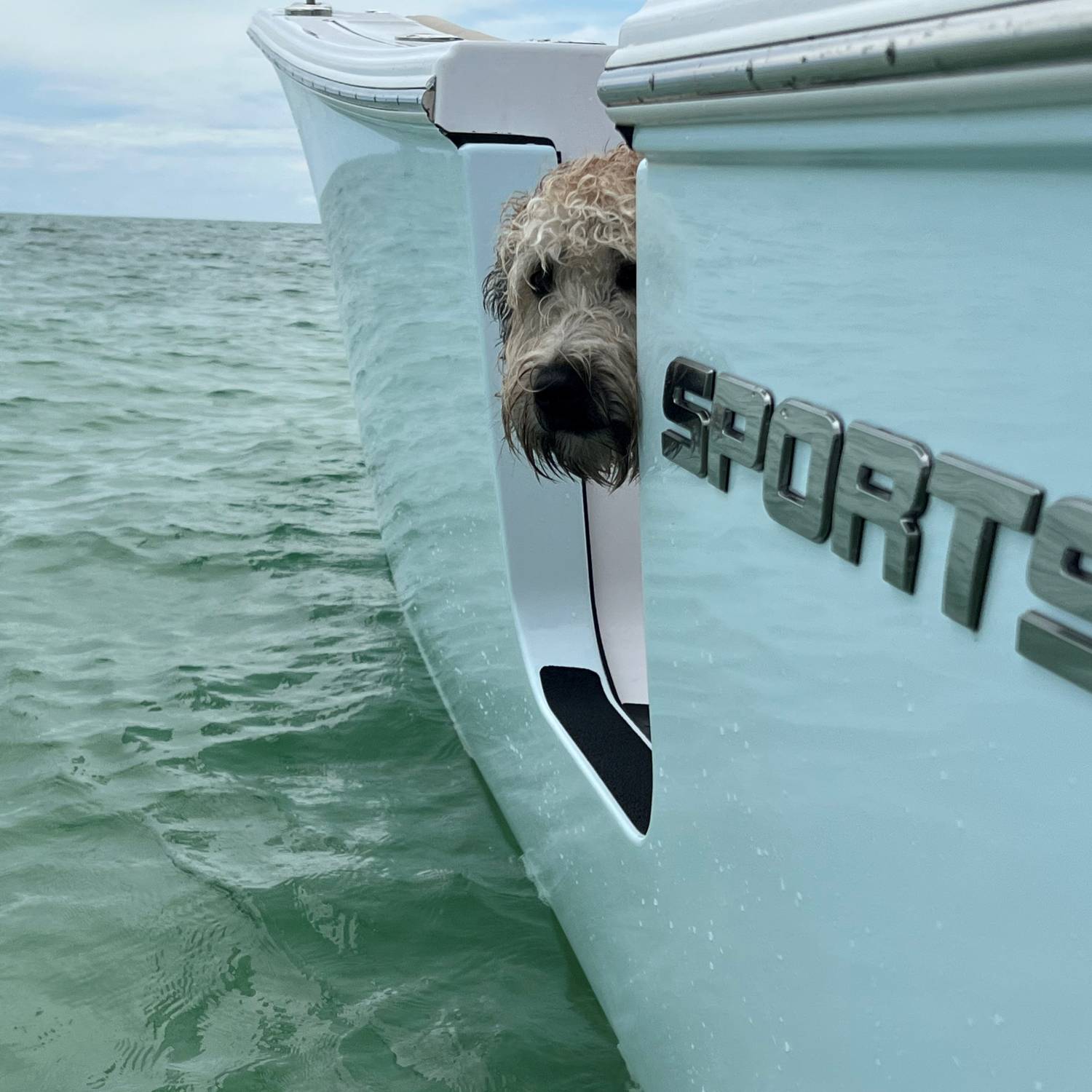 Title: Dog coming out for a swim - On board their Sportsman Open 282TE Center Console - Location: Tampa, FL. Participating in the Photo Contest #SportsmanFebruary2023