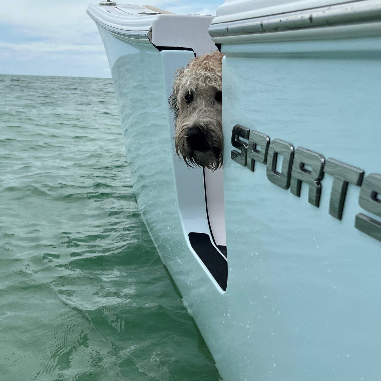 Dog coming out for a swim!