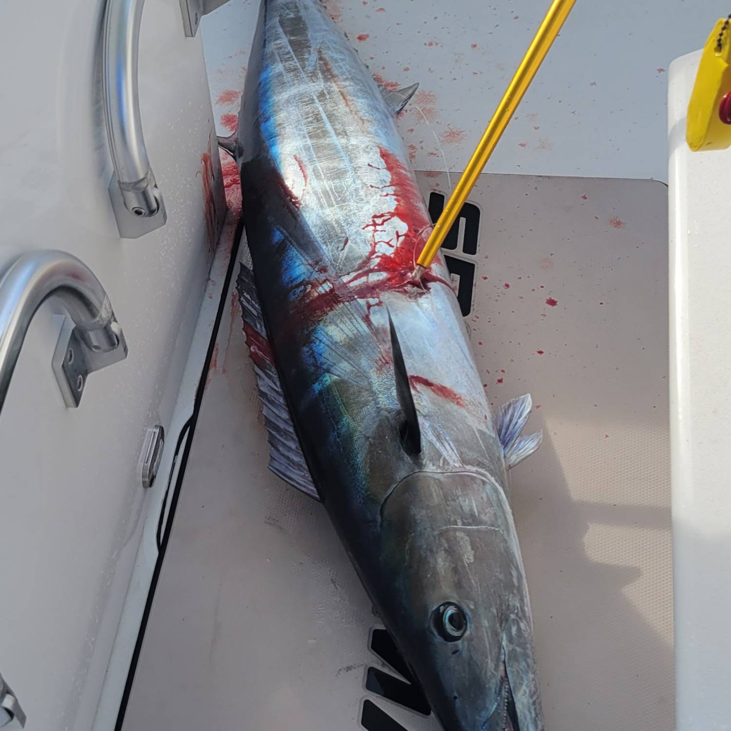 Caught right out side Hillsboro inlet on a weekday solo mission