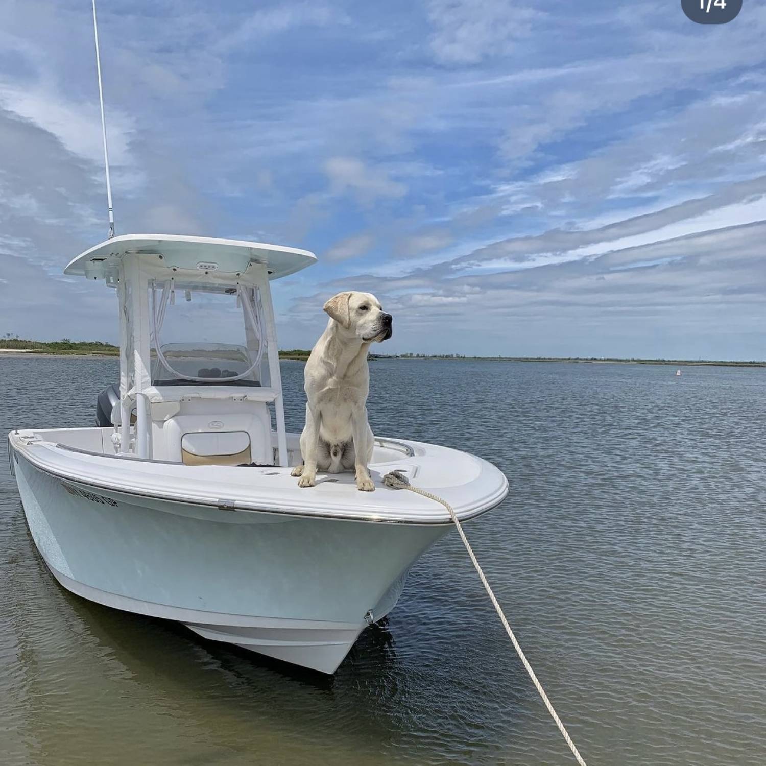 Our lab posing on the bow of our sportsman just outside the world famous Jones Beach Amphitheater