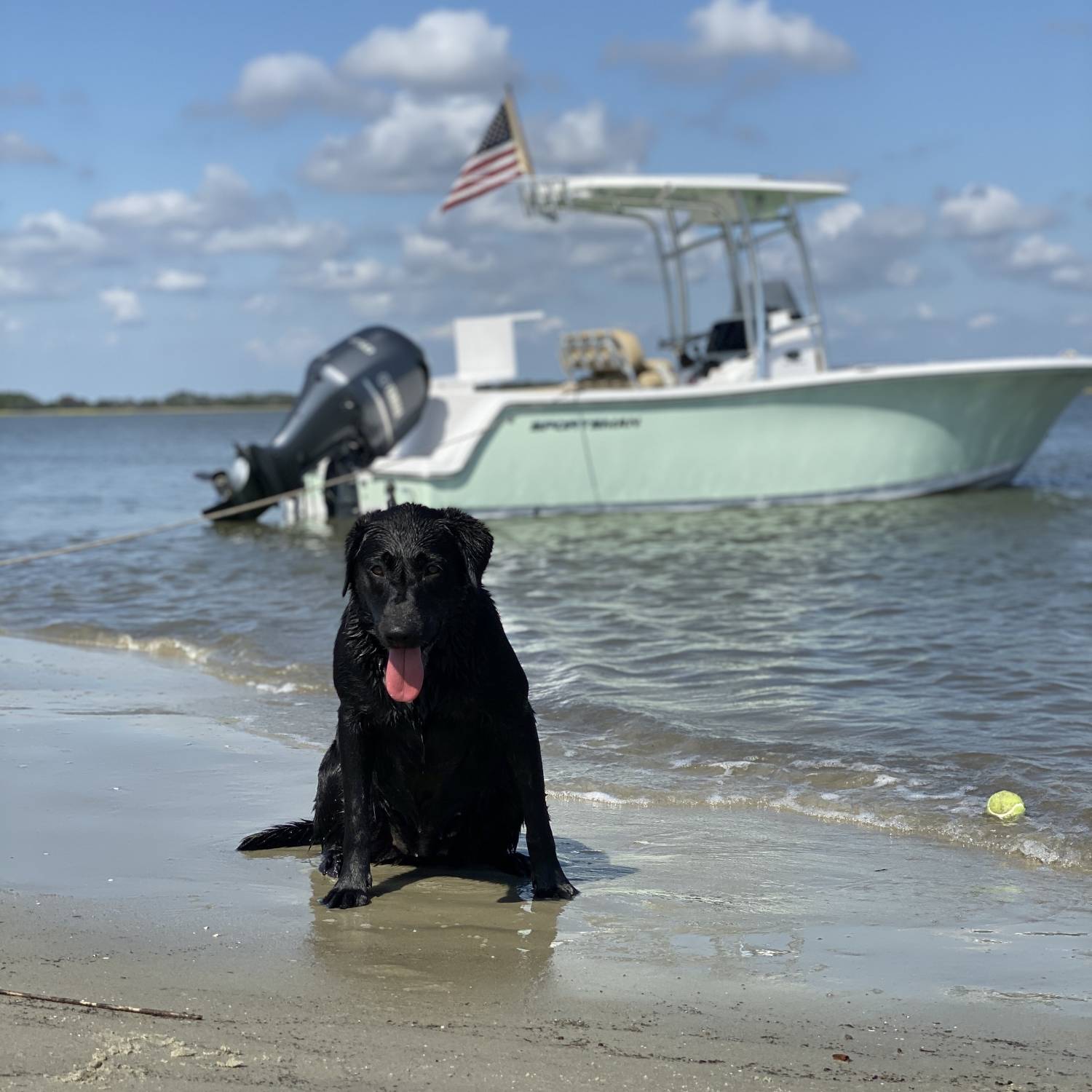 The dogs love a summer boat ride and playing on the sandy beaches of Charleston.