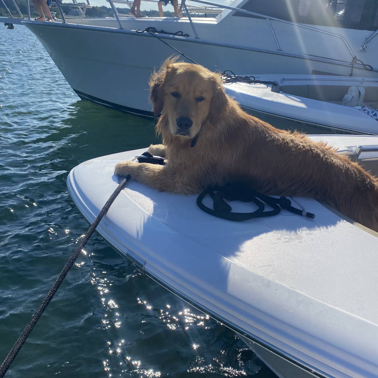 Brewer catching some sun on the bow during a flotilla in Hobbs Hole, Plymouth!
