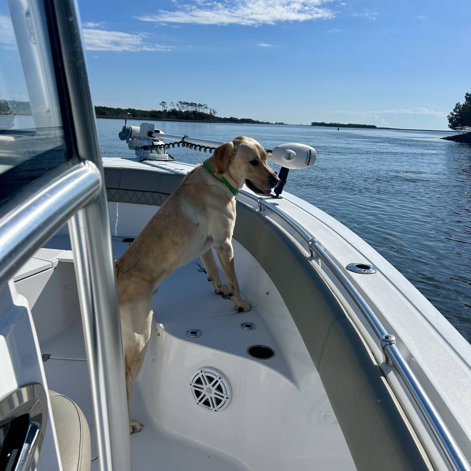 Sunny day boat ride with the pup.