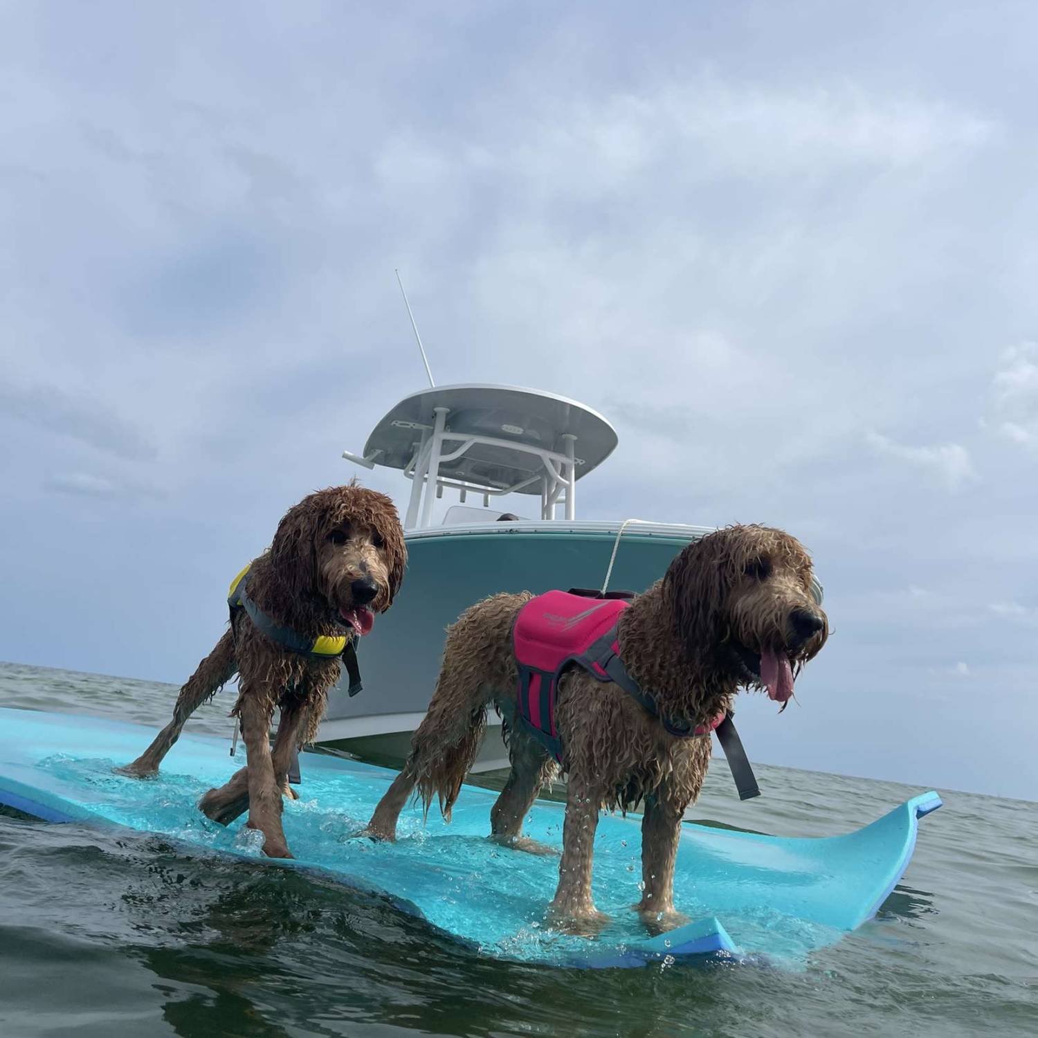 Dixie and Daisy our golden doodles on vacation in the Keys at a sandbar living their best life.