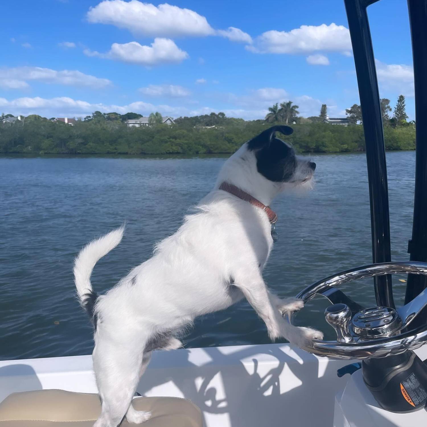 Our pup Jackson always on high alert when navigating us through the intracoastal waterways of I...