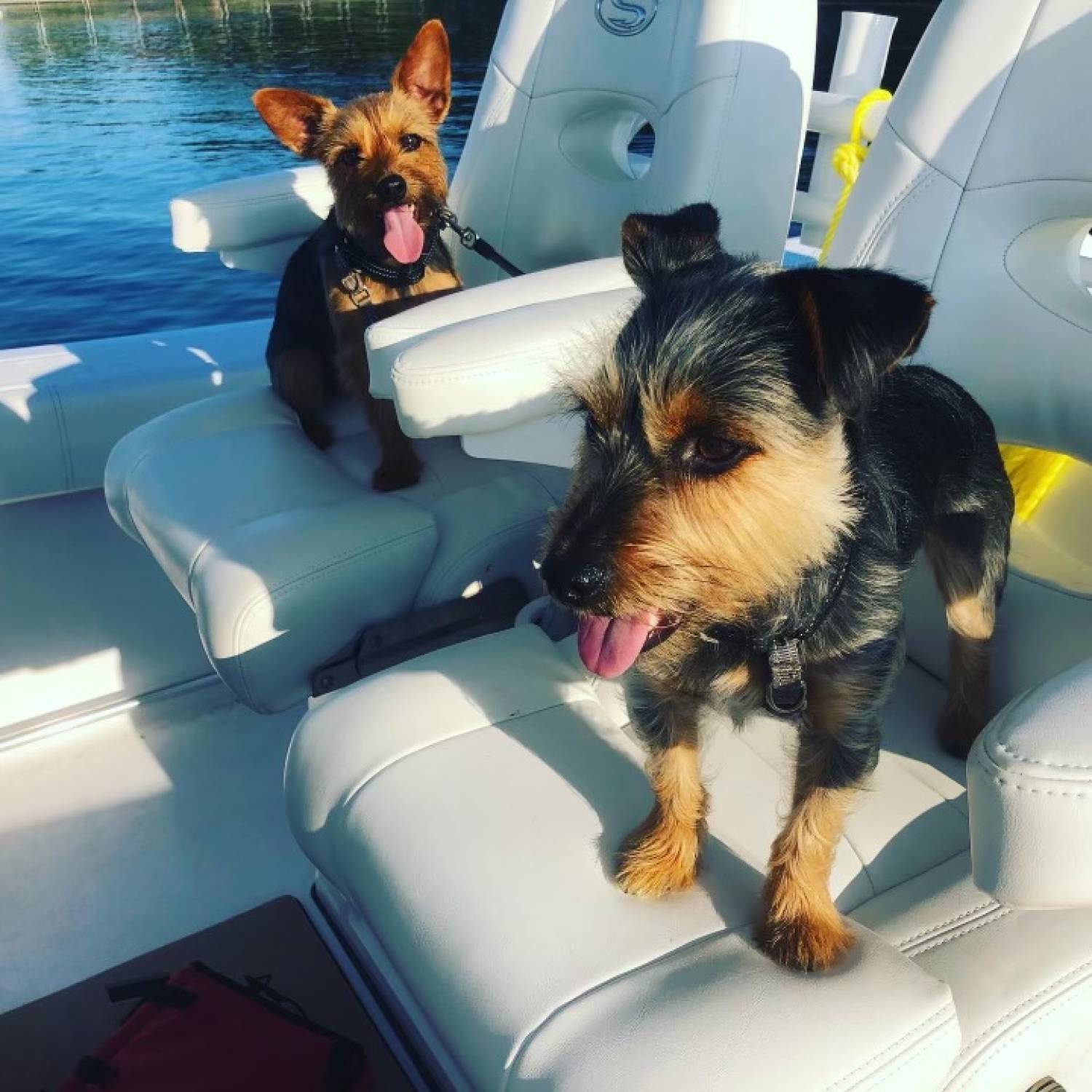 Dogs seated at the helm, smiling.