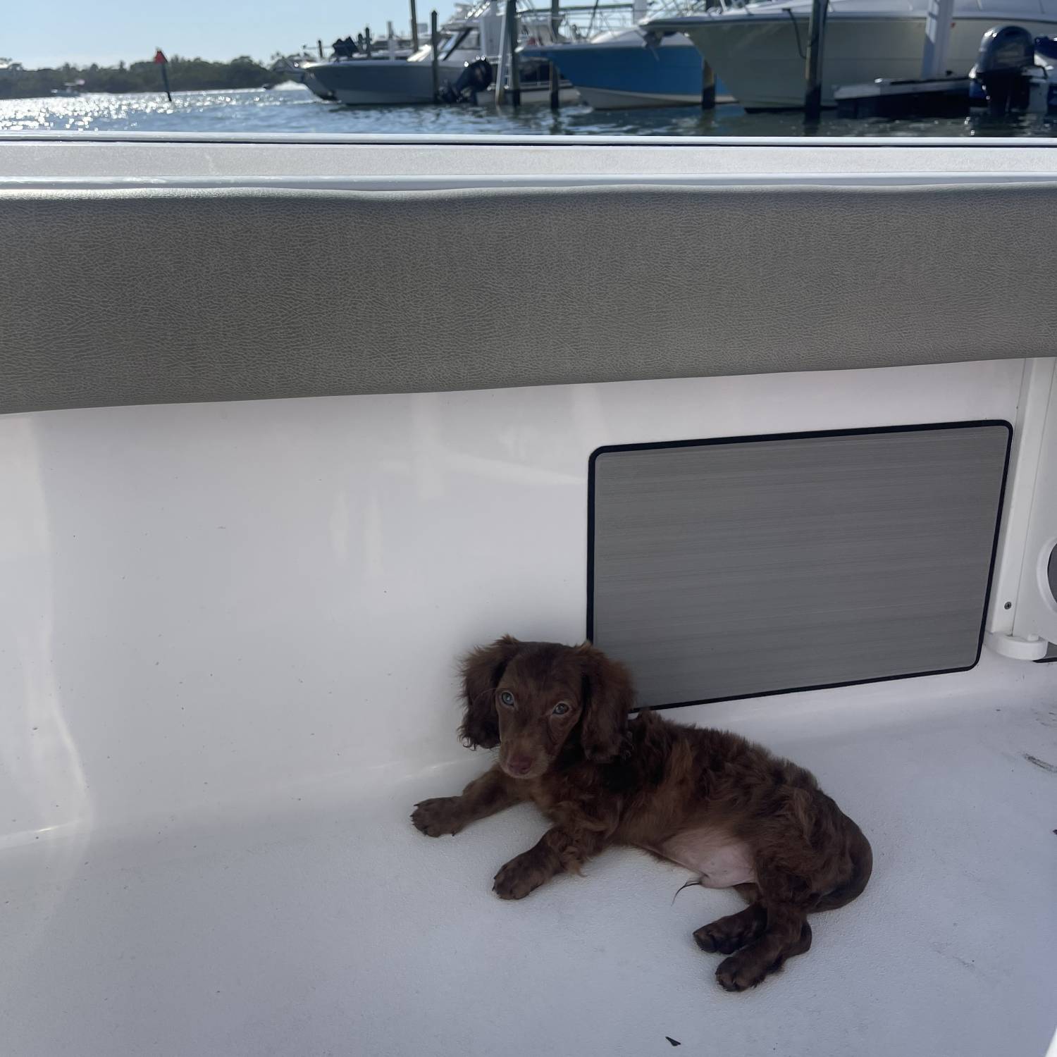 Sargent is my newest 4 month old dachshund puppy, this was his first time out on the boat.