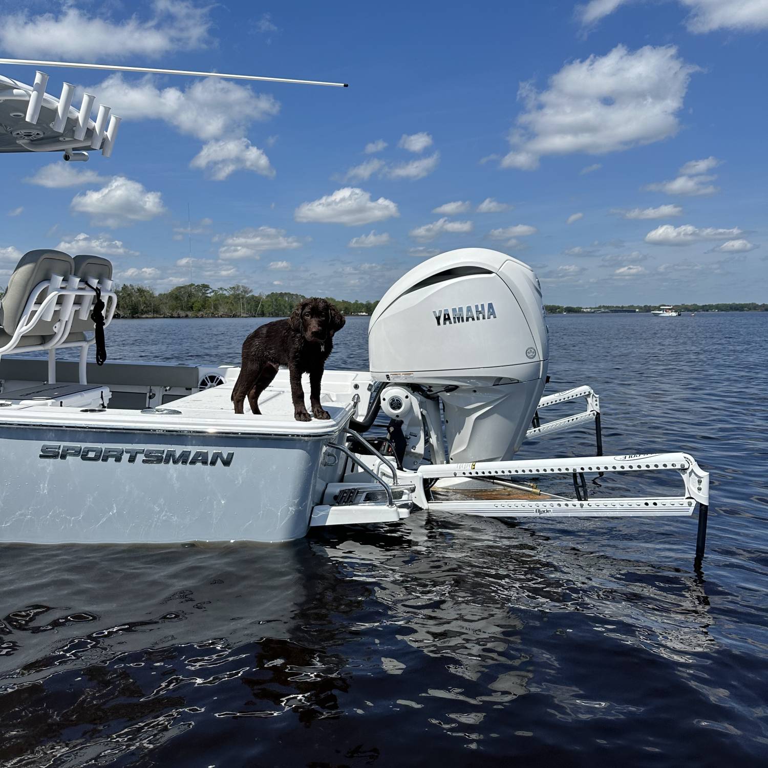 Our family dog hanging out on the boat at the sand bar.