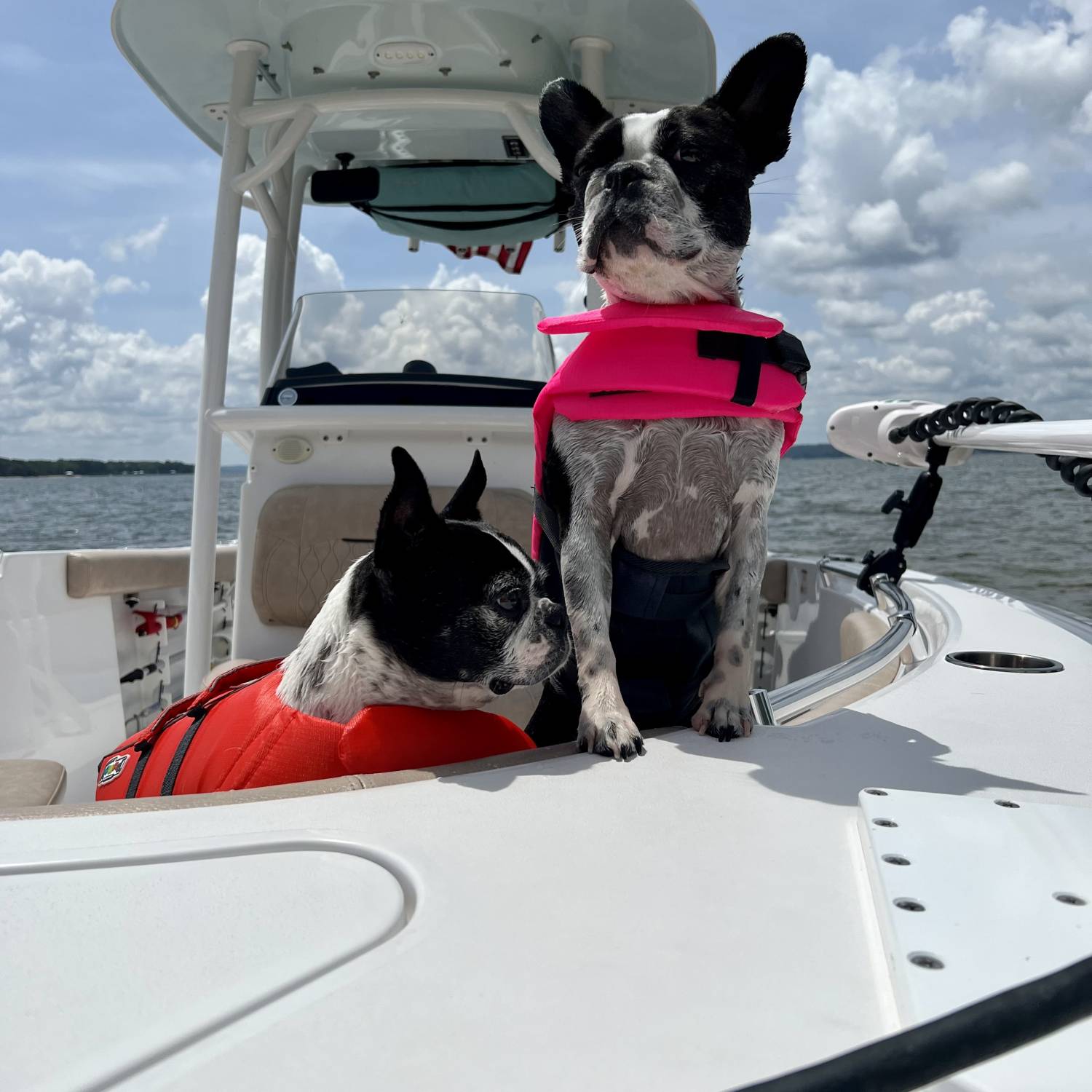 Loki and Lucy scouting for a place to dock!
