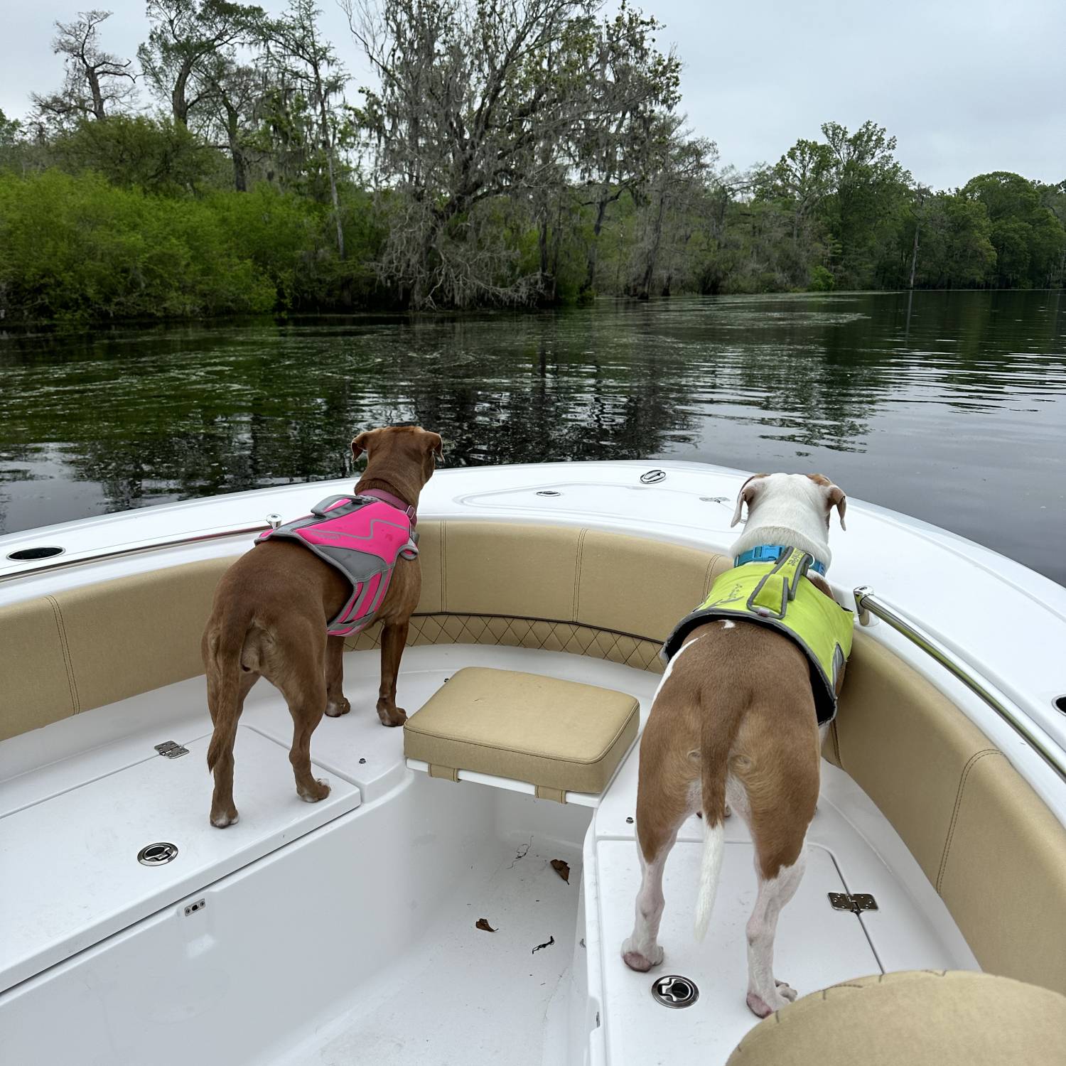 Pups enjoying a river ride!