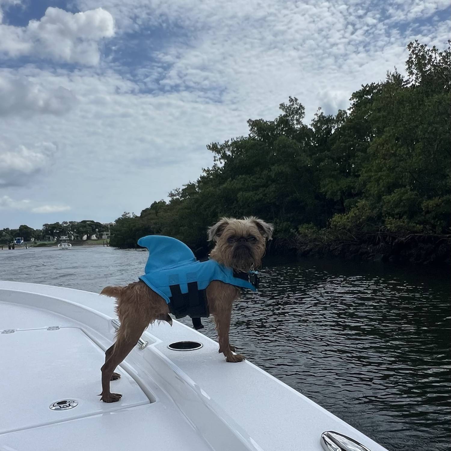 Albert headed to the sandbar