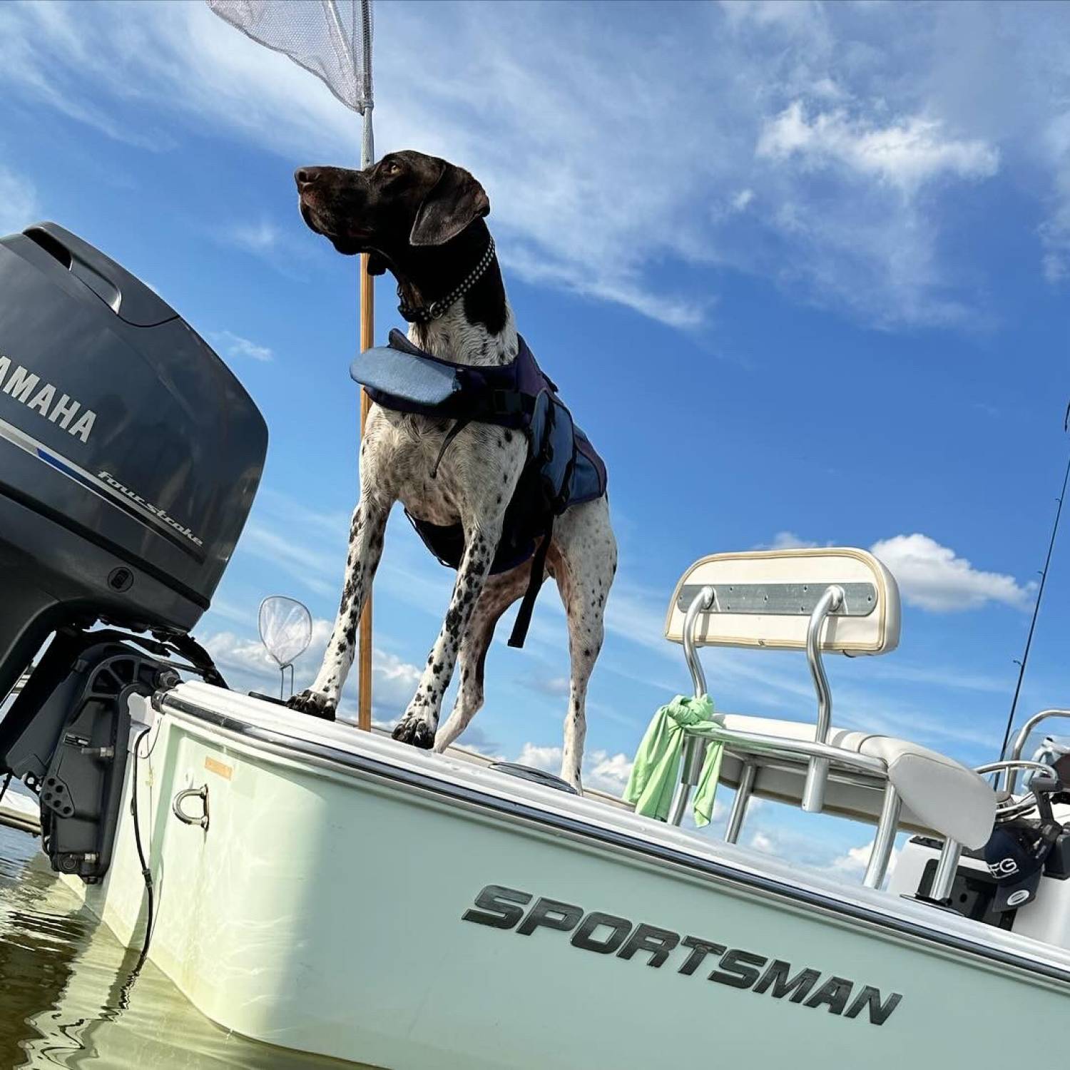 My German short hair pointer- Boudreaux enjoying the lake Dora sandbar on the back of our 18’ island bay