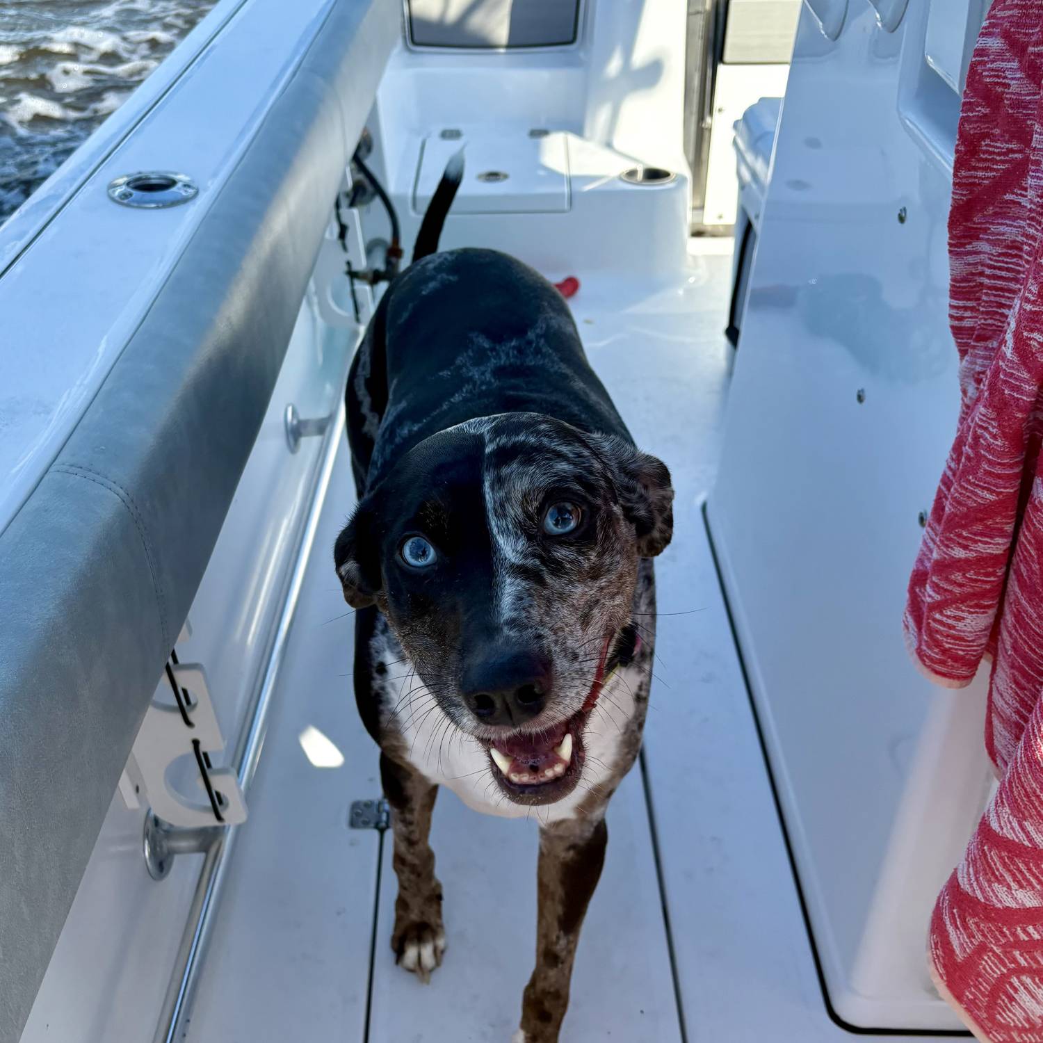 Our dogs always get super excited when they see the truck being backed up to the boat. That mea...