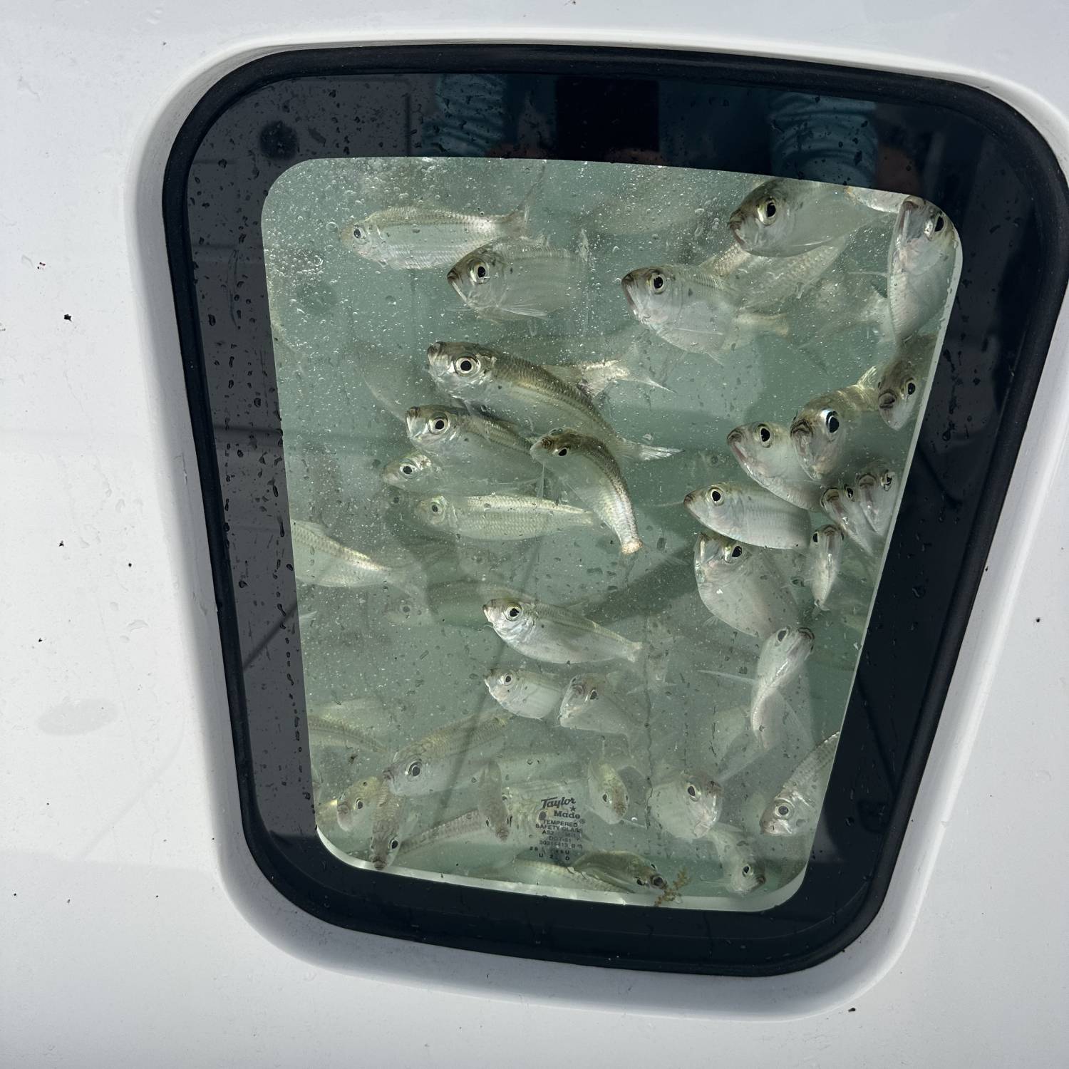 We loaded up for a long day of off shore fishing. Both live wells were stuffed!!