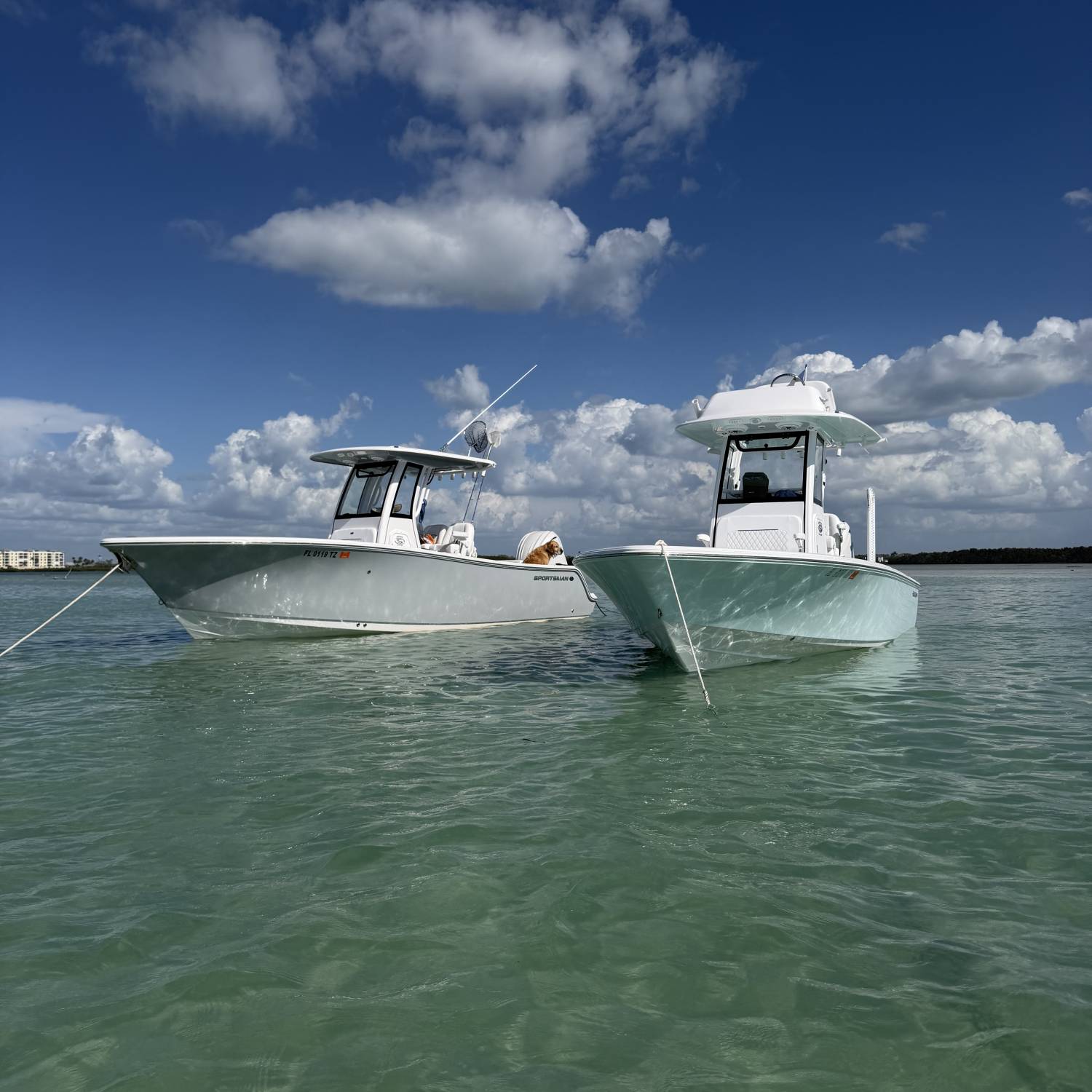Just to best friends hanging out with their Sportsman’s  at the sand bar.
